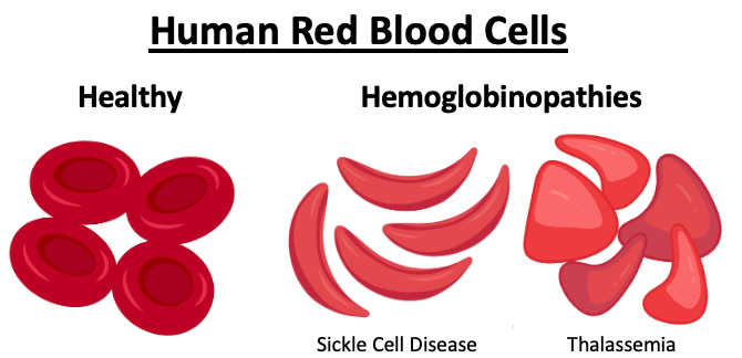 Human Red Blood Cells