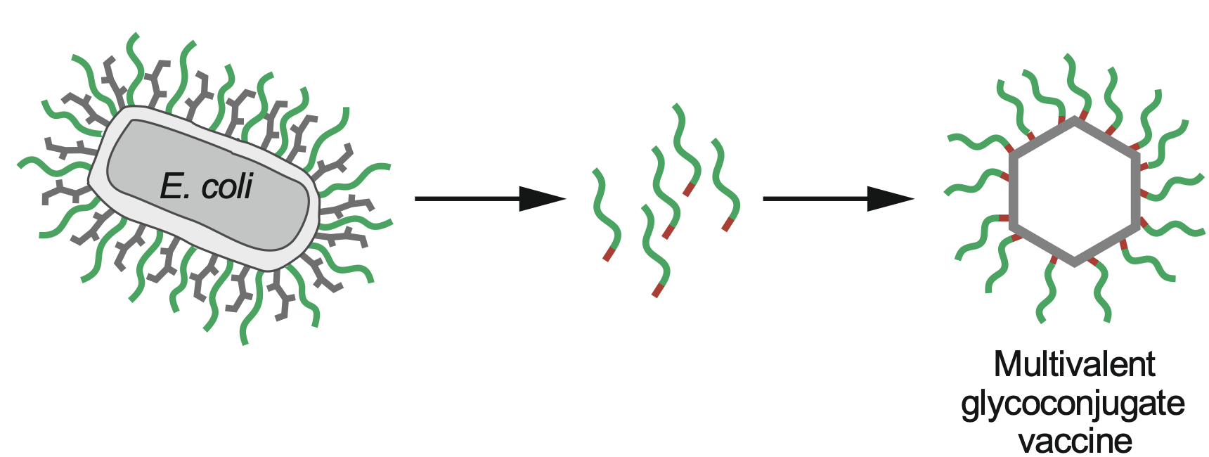 Enlarged view: Baxiva - Multivalent glycoconjugate vaccine
