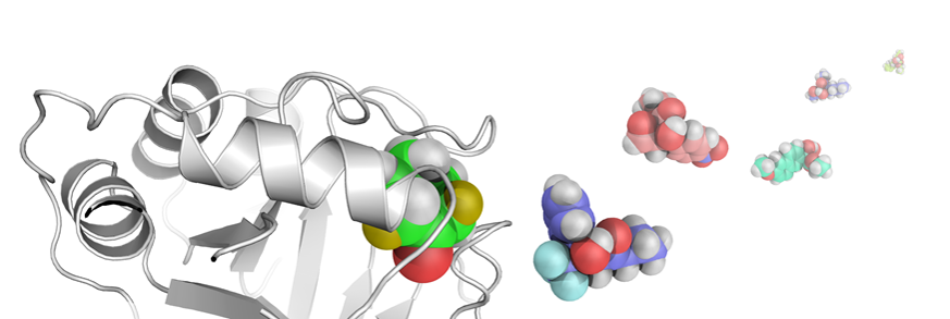 Model of proteins