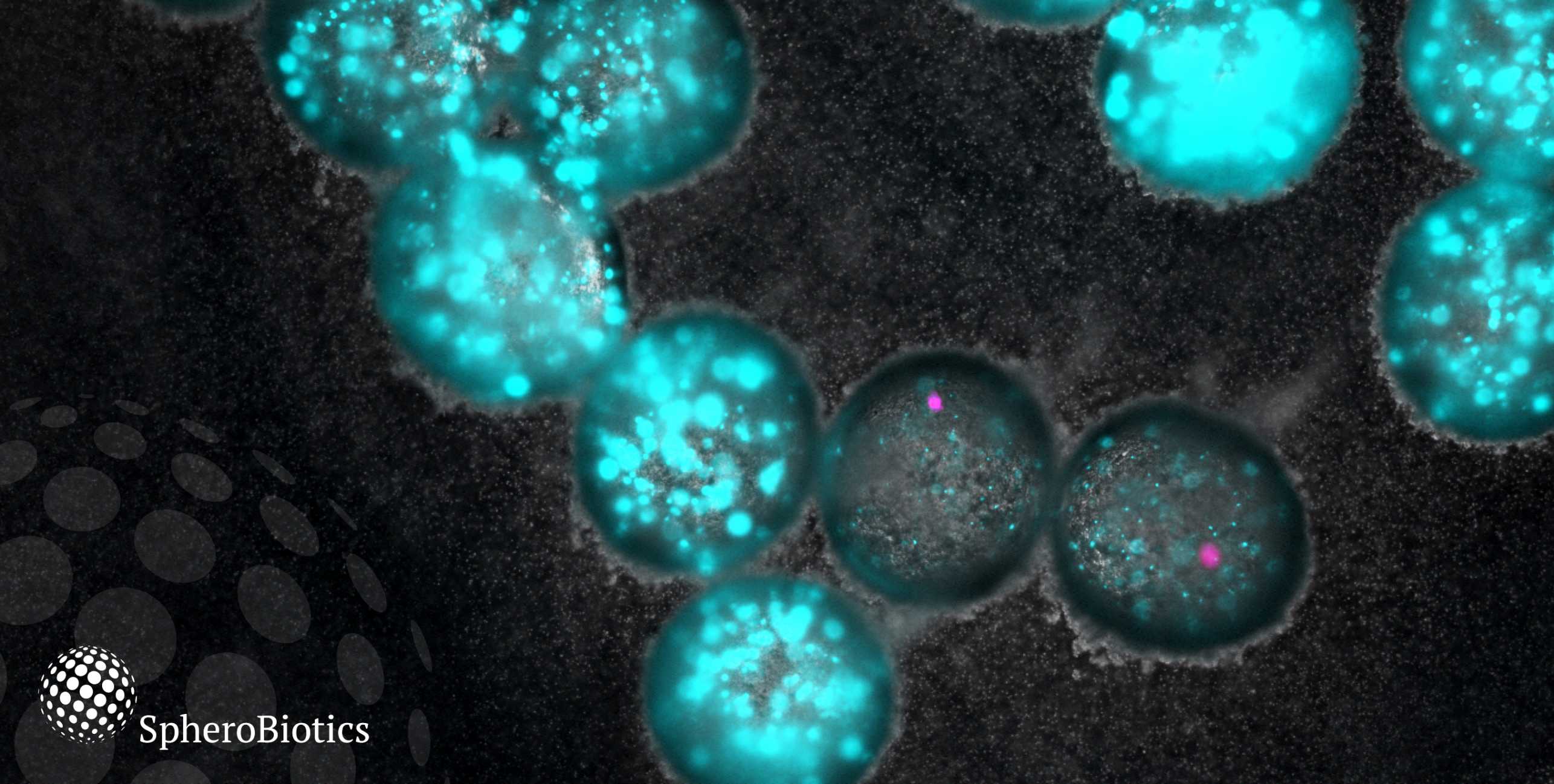 Picture of SpheroBiotics